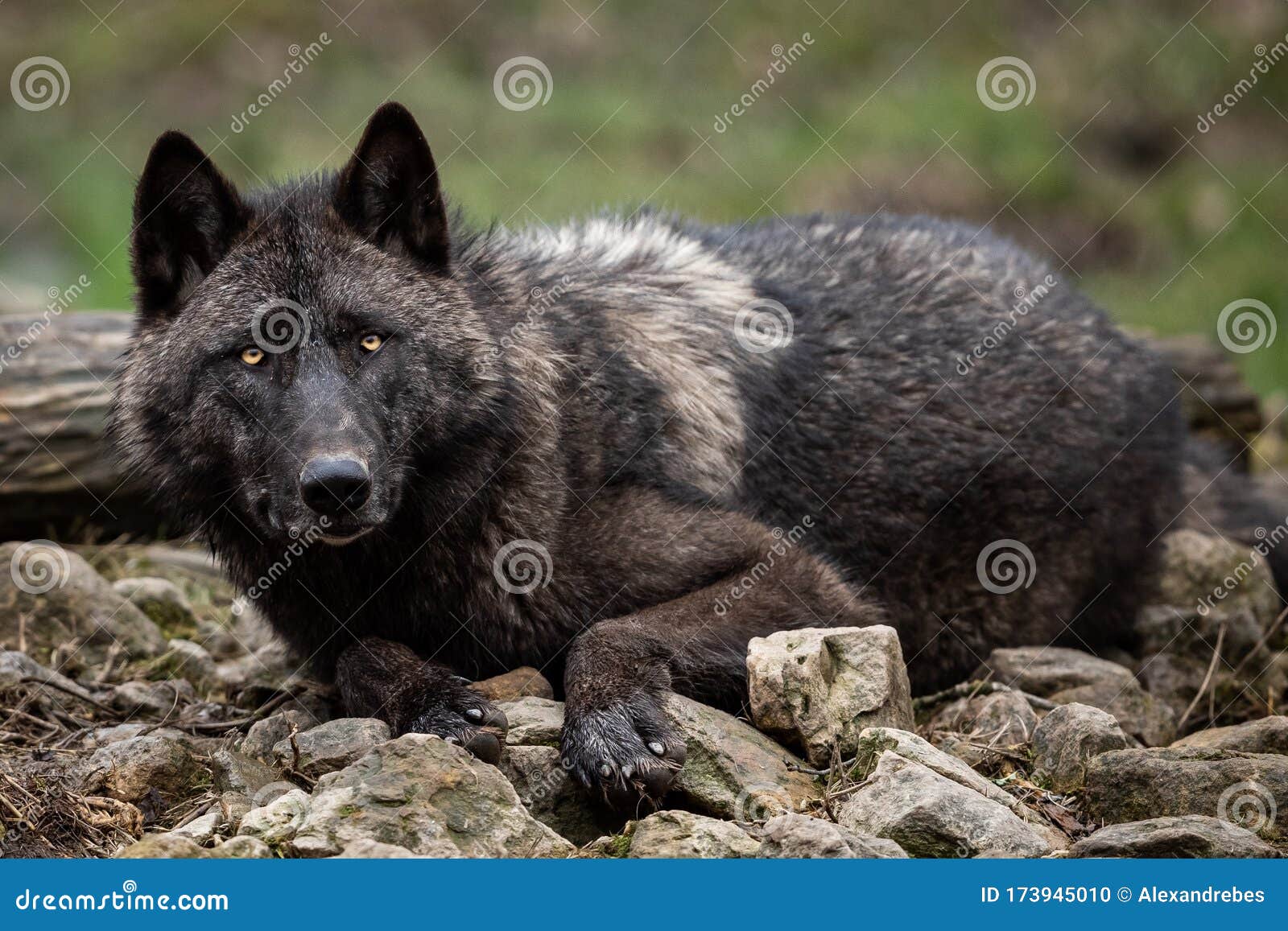 timberwolf in the forest