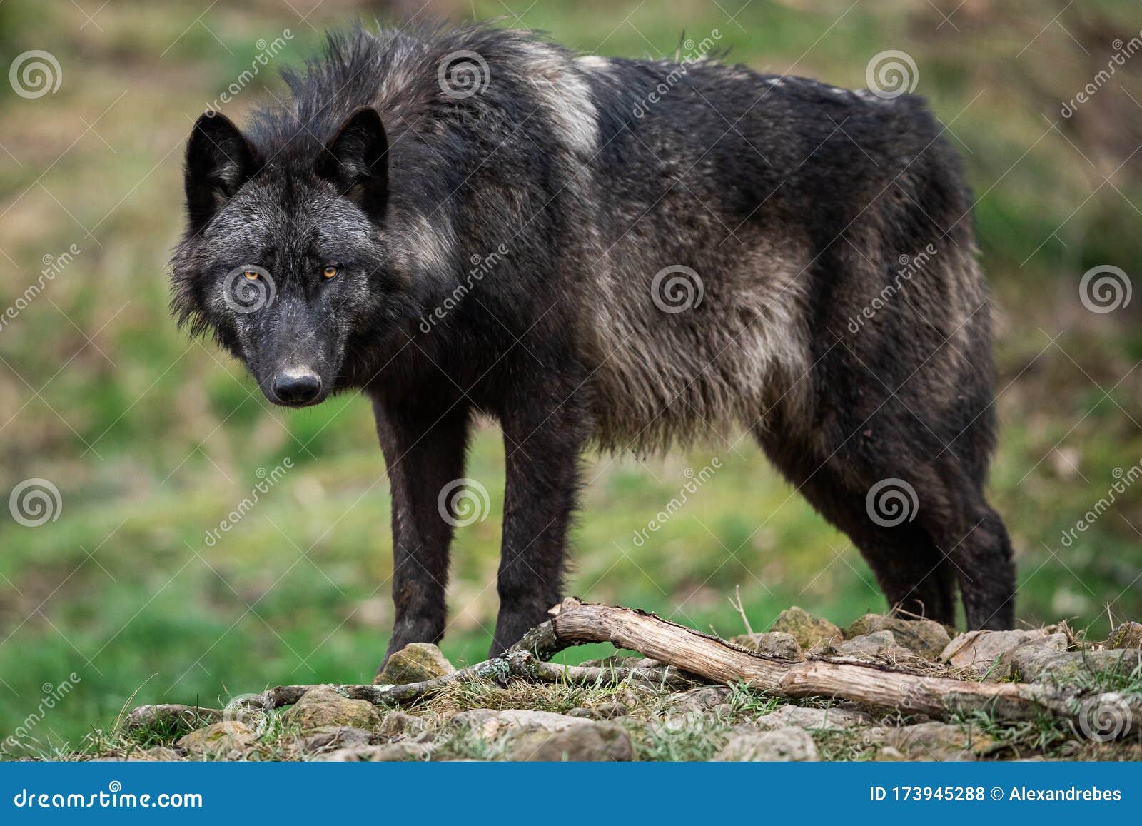 timberwolf in the forest