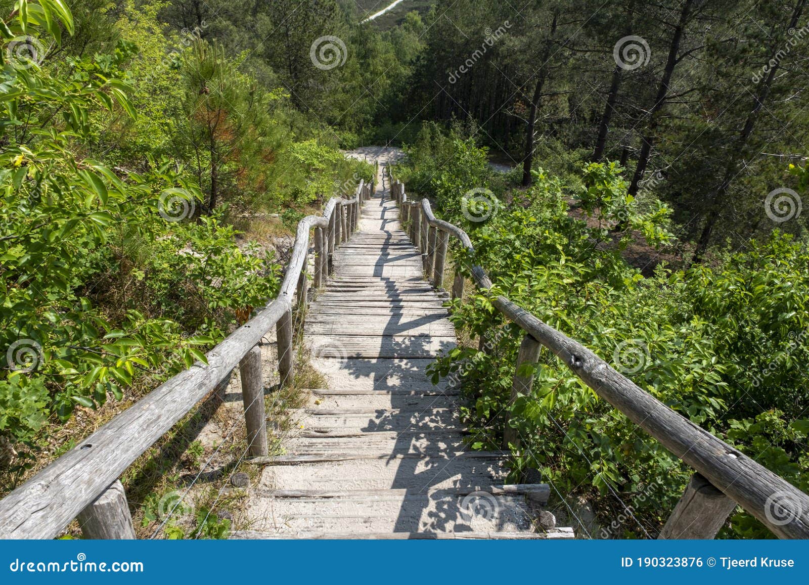 timbre wooden stairs in the dunes near the sea in the netherlands