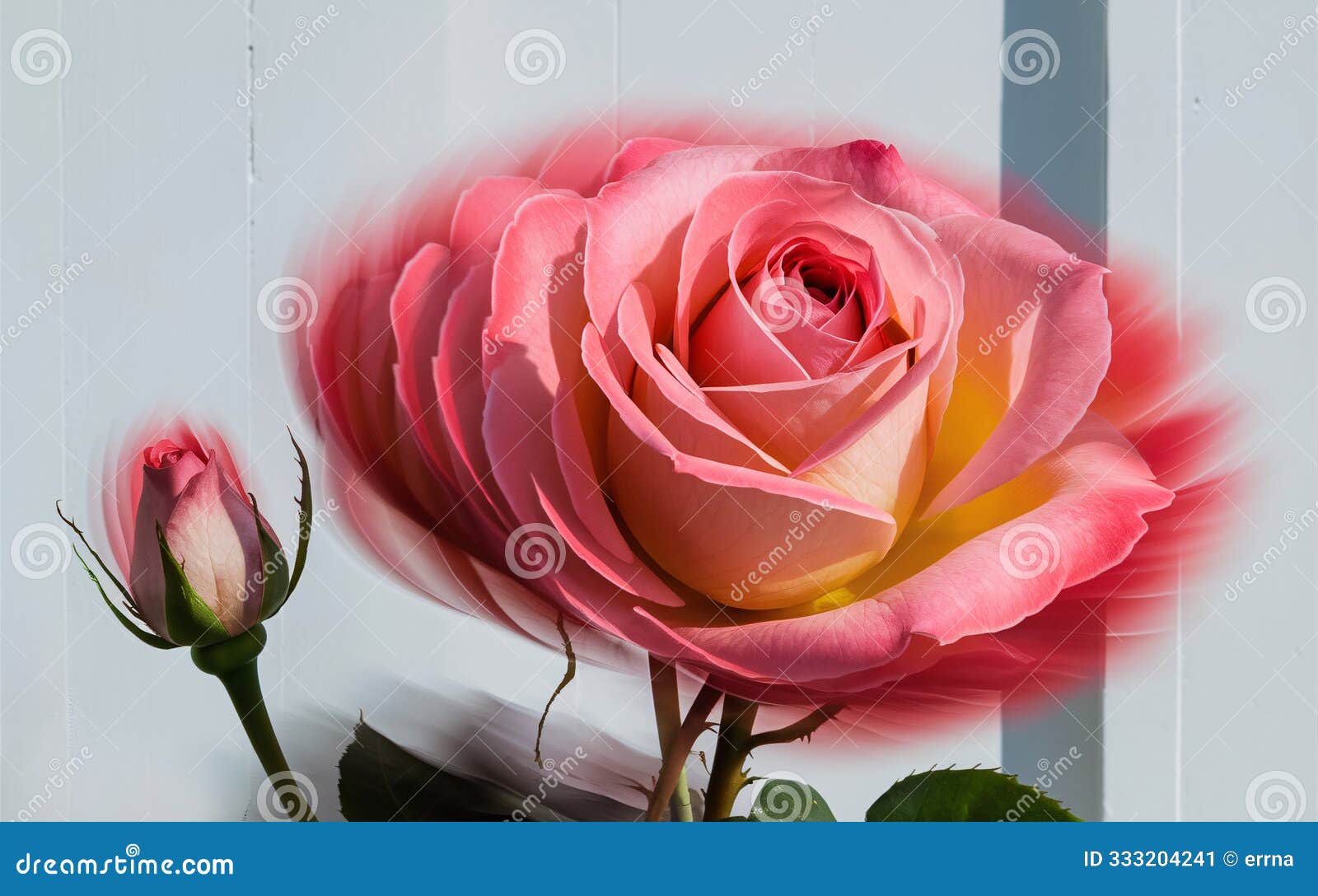 generative-ai, time-lapse blooming rose with motion blur for a dynamic valentineÃ¢â¬â¢s background