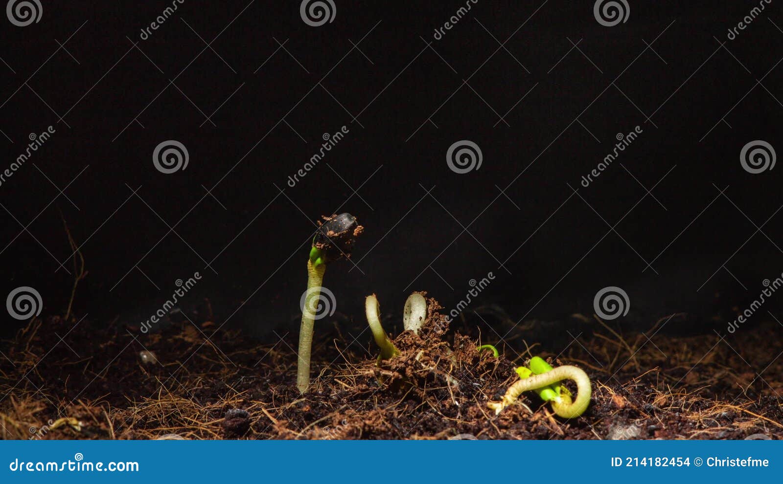 Time Lapse of Sunflower Seeds Germination in Dark Stock Footage Video