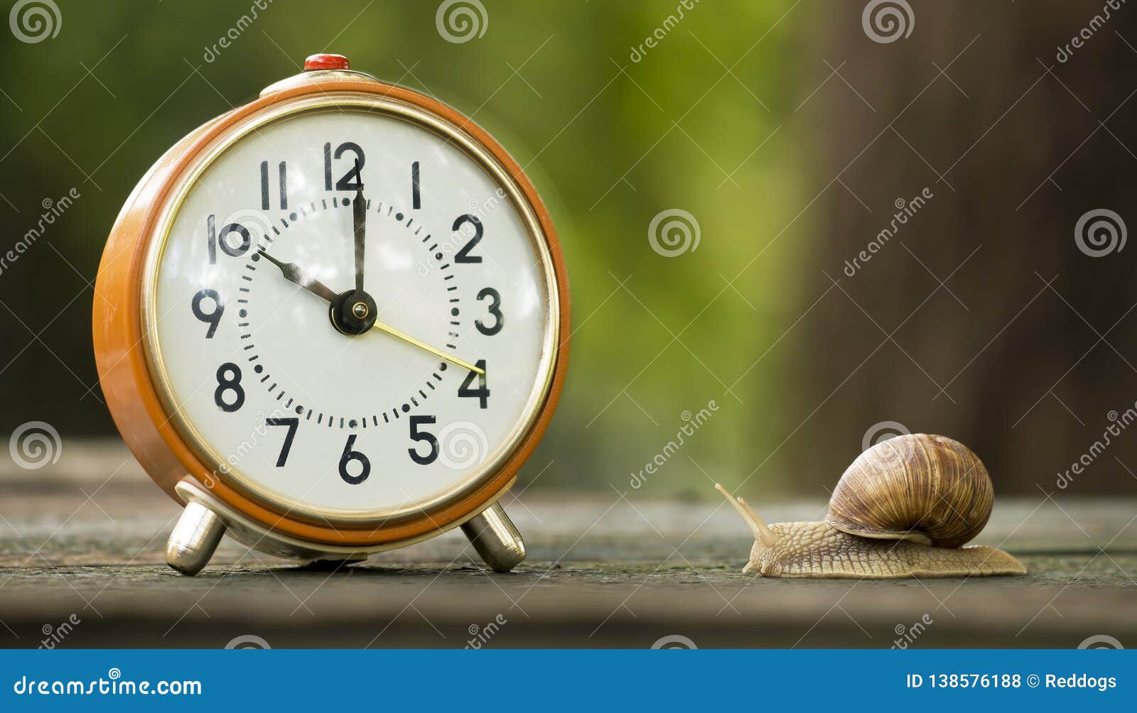 Time Management Concept, Clock and Slow Snail Stock Photo Image of