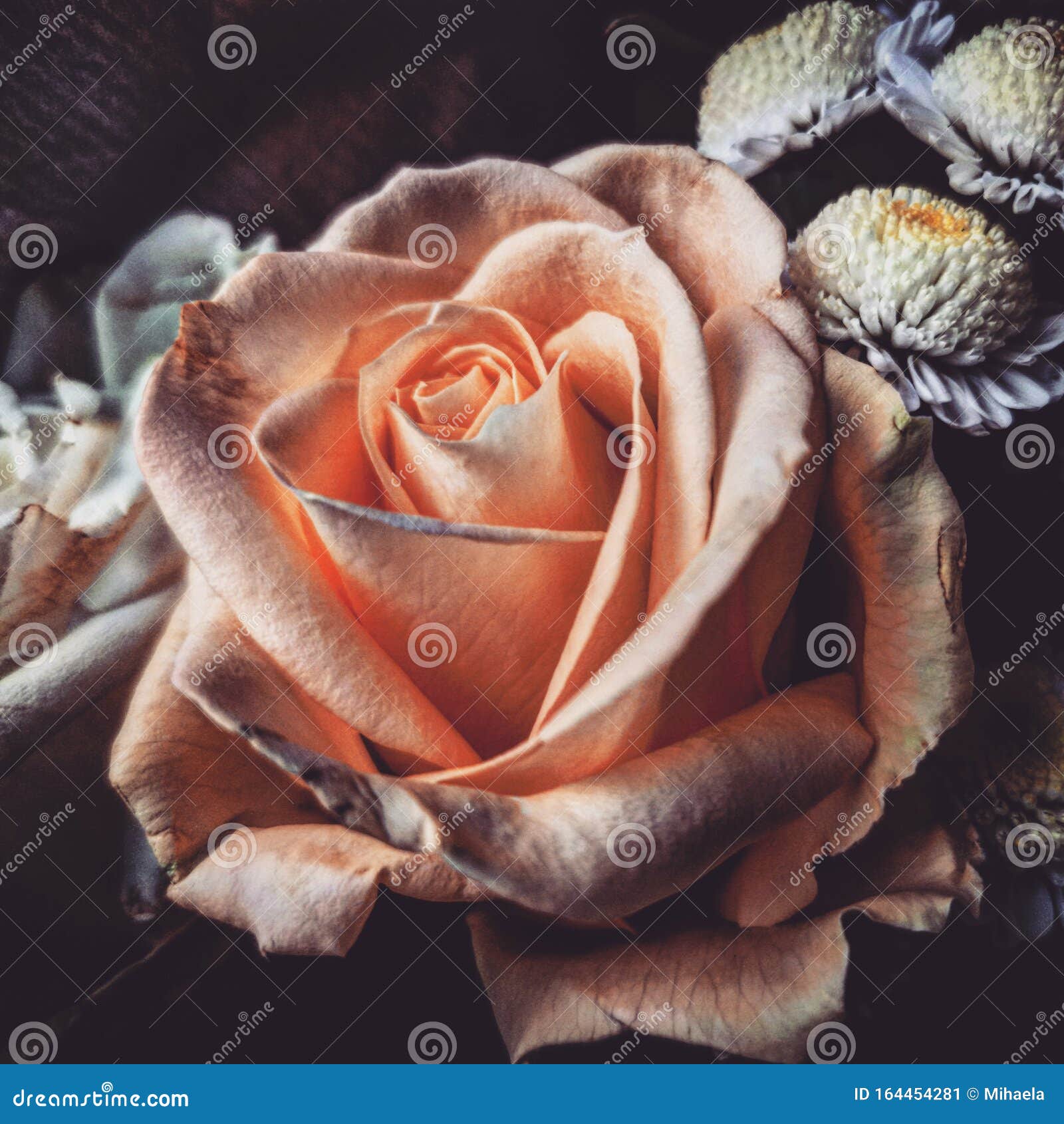 The Time Spent Caring for a Rose Makes the Rose Important. Stock Image