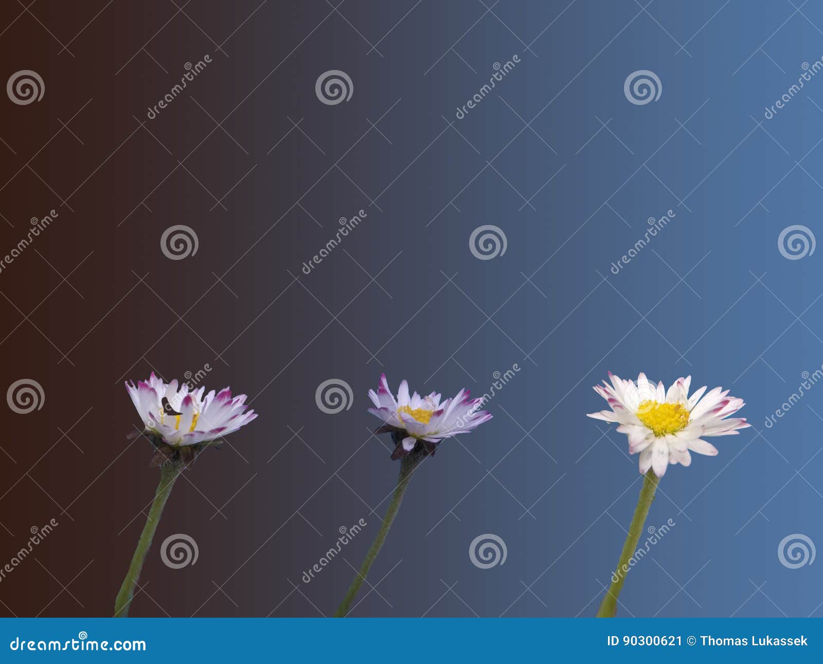 Timelapse in One Picture of Common Daisy Opening Stock Image Image of