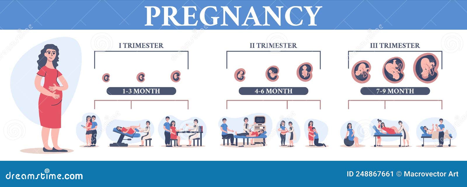 Stages of Pregnancy by Trimester