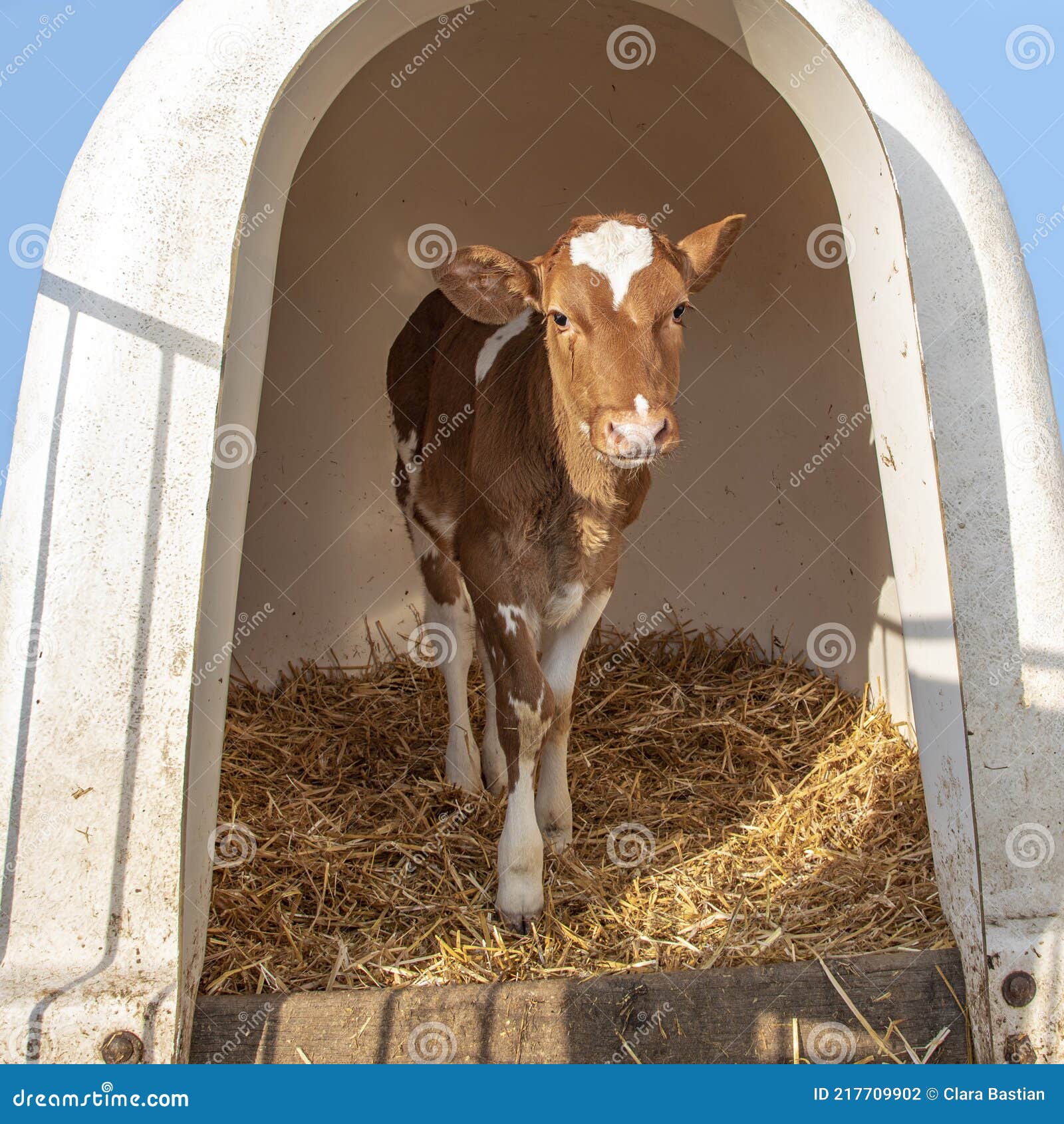 Plastic Toy Calf, Cow. White In Black Spots On A Black Background