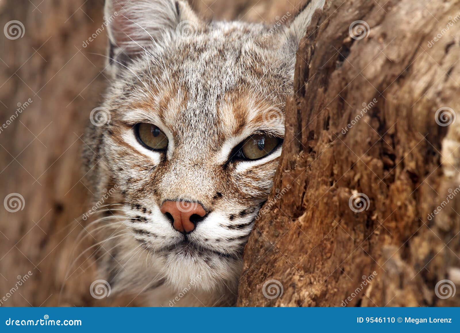 Timid Creature stock photo. Image of animals, looking 9546110