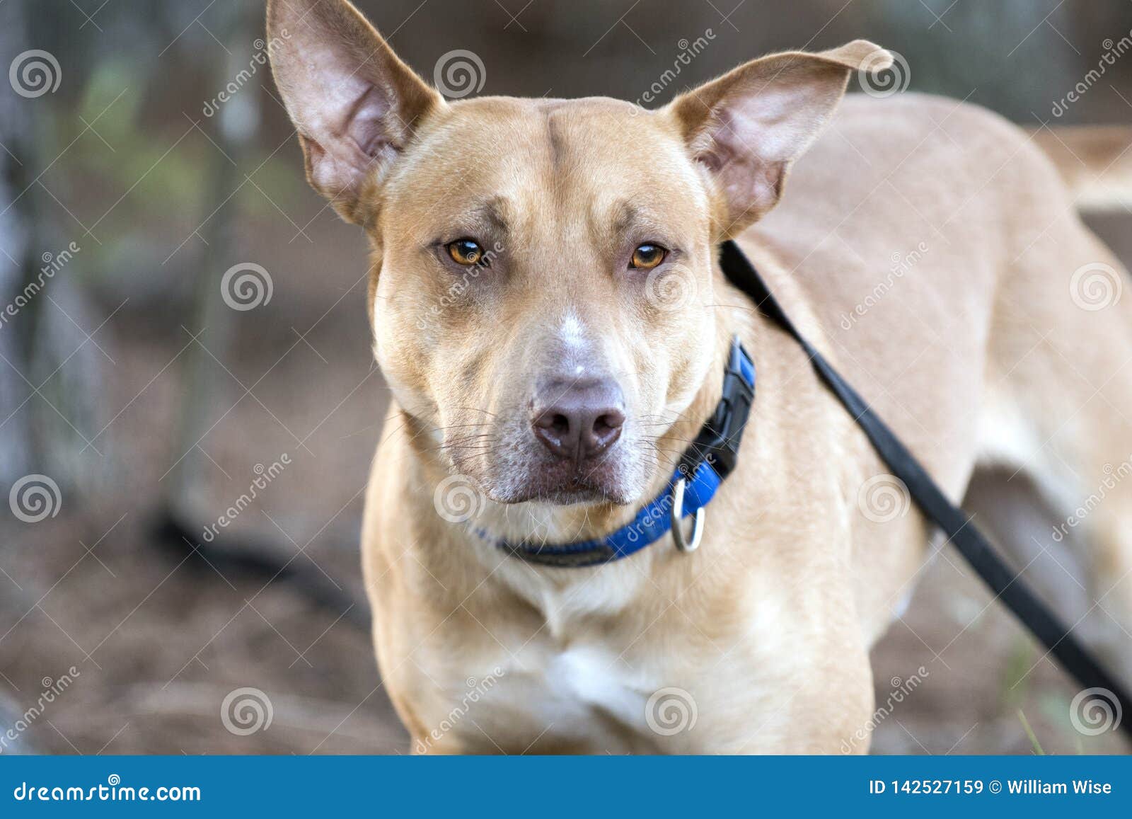 45+ Doberman Lab Mix Brown