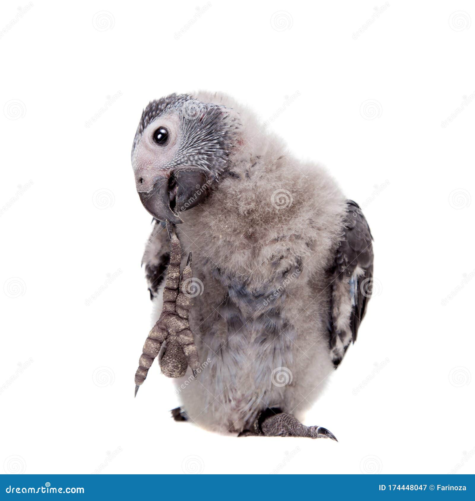 timneh african grey parrot  on white