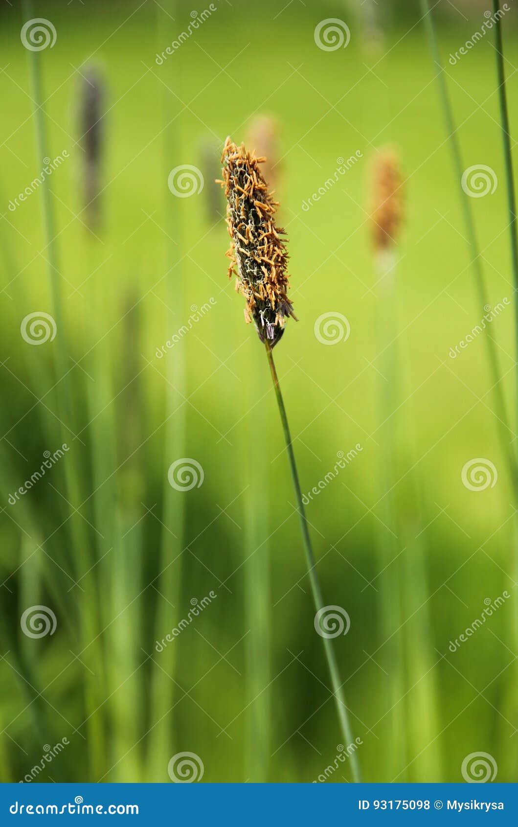 Timothy grass stock photo. Image of pollen, vegetation 93175098