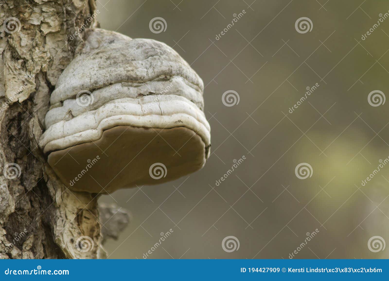the tinder fungus, fomes fomentarius