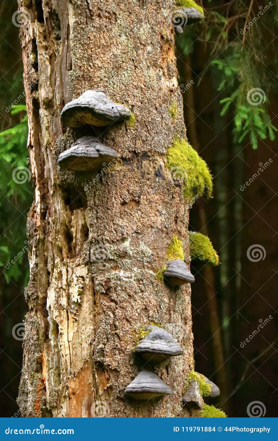tree fungus, hoof fungus on a dead spruce in a forest in germany.