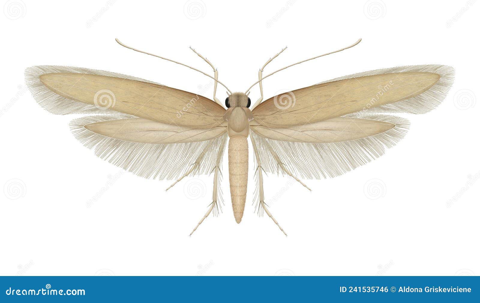 Tineola Bisselliella. Common Clothes Moth Royalty-Free Stock Image ...