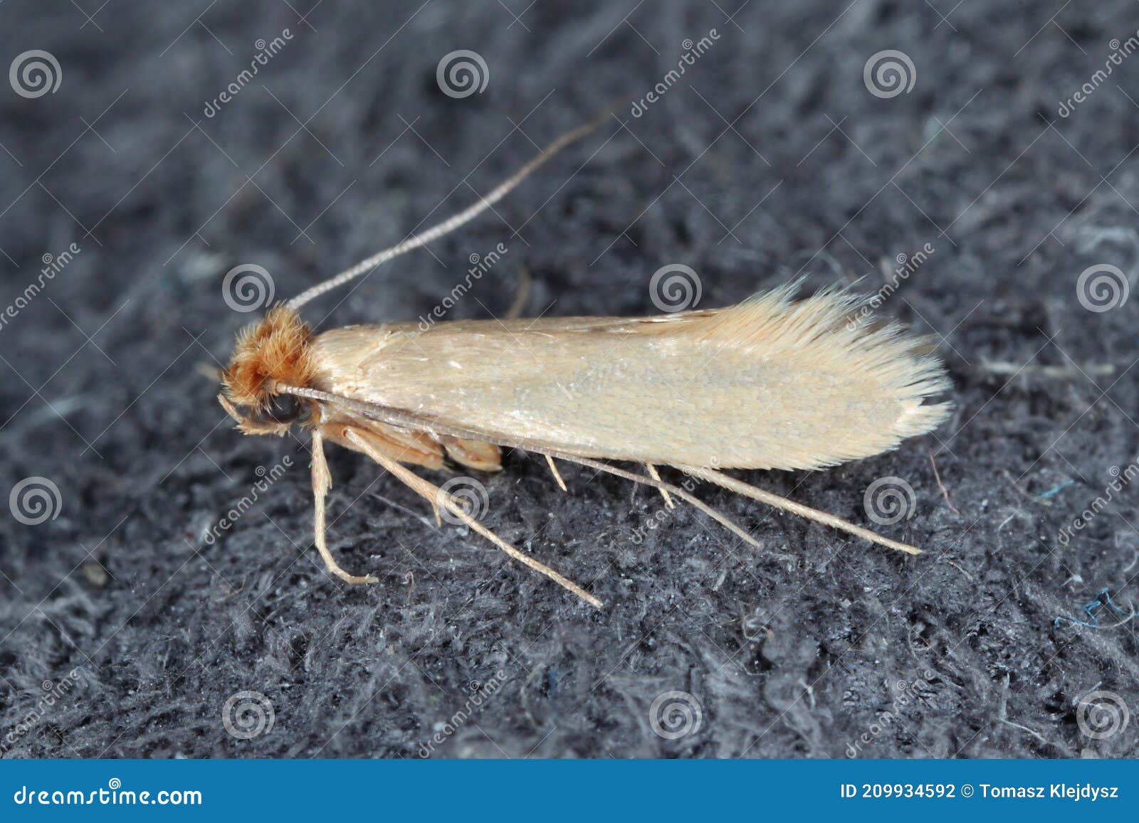 https://thumbs.dreamstime.com/z/tineola-bisselliella-known-as-common-clothes-moth-webbing-simply-clothing-pest-homes-209934592.jpg