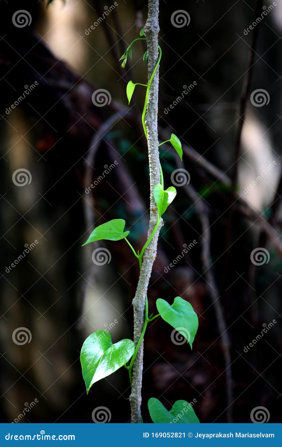 tinospora cordifolia creeper