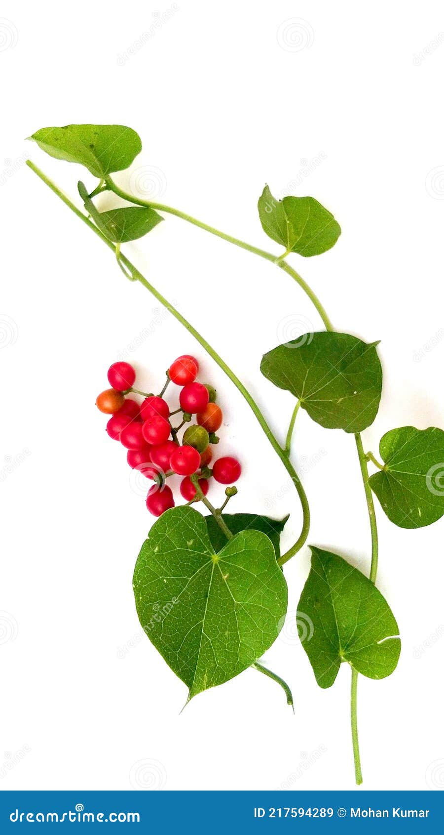 tinospora cordifolia giloy fruits