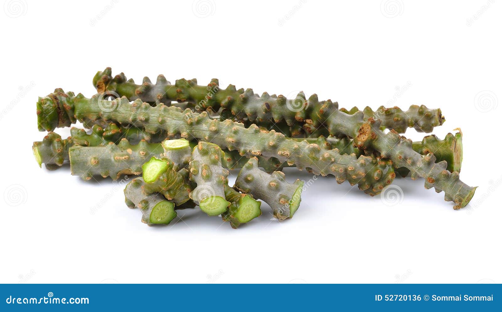 tinospora cordifolia herb on white