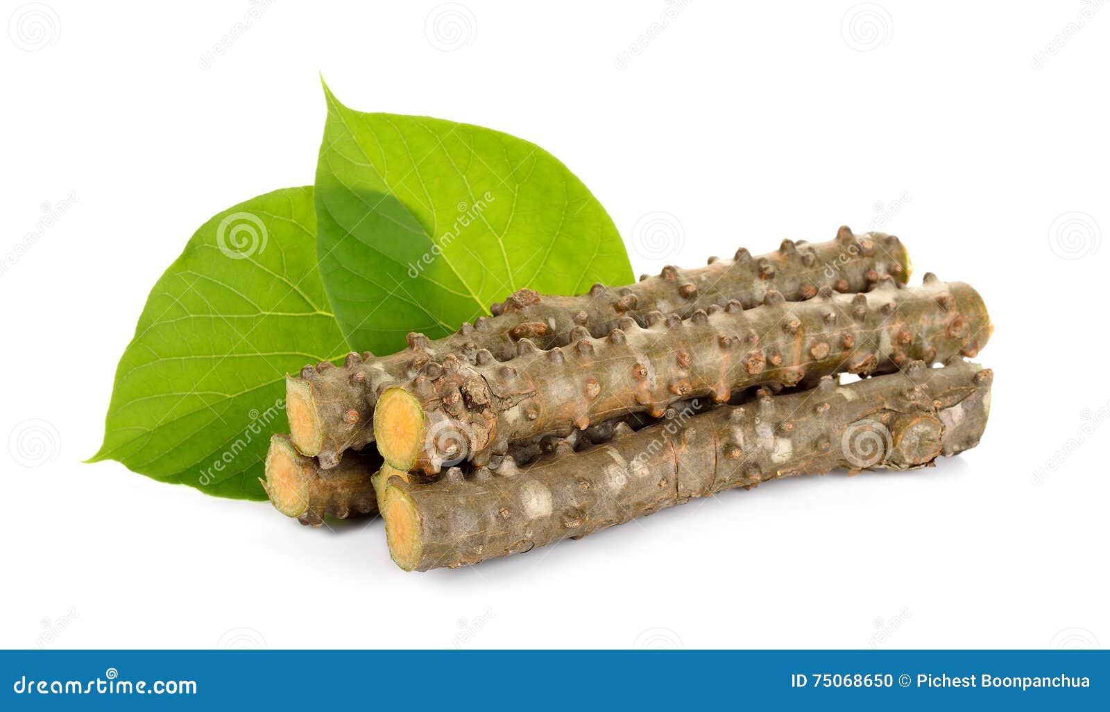 tinospora cordifolia herb on white