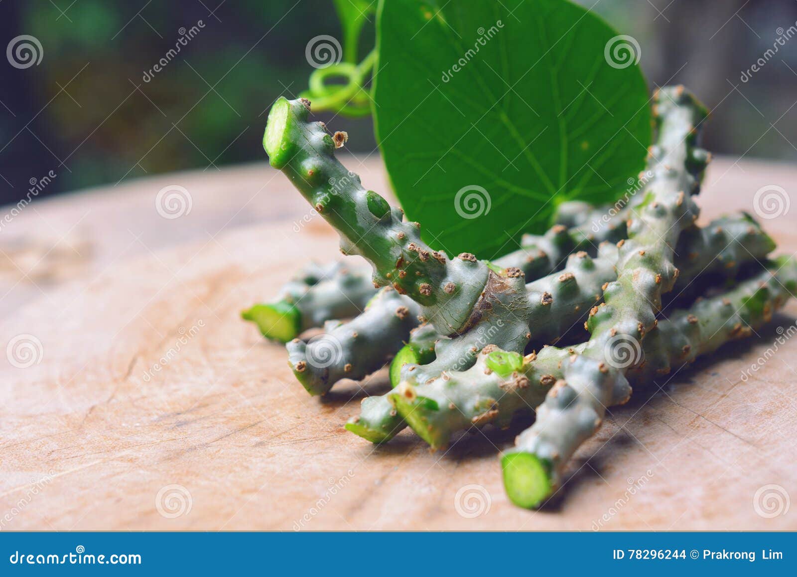 tinospora cordifolia herb