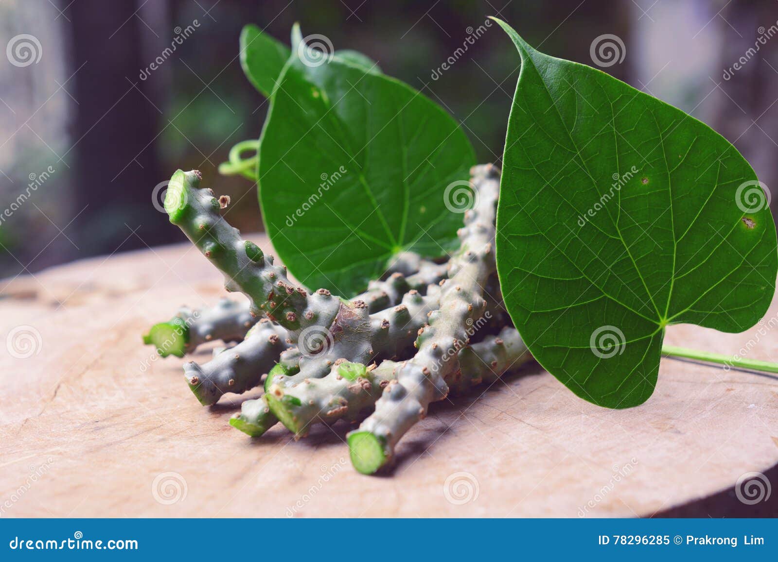 tinospora cordifolia herb