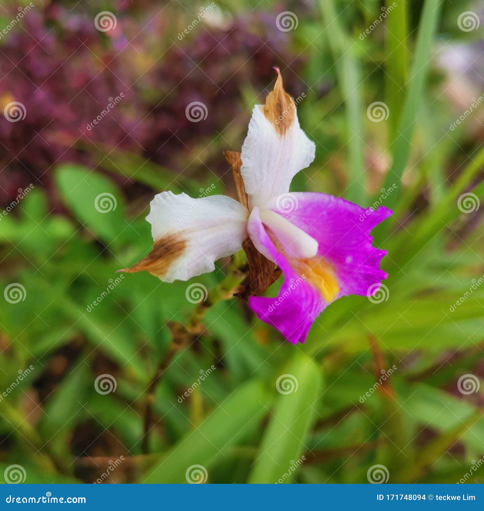 Tint of blue stock photo. Image of park, closeup, nature 171748094