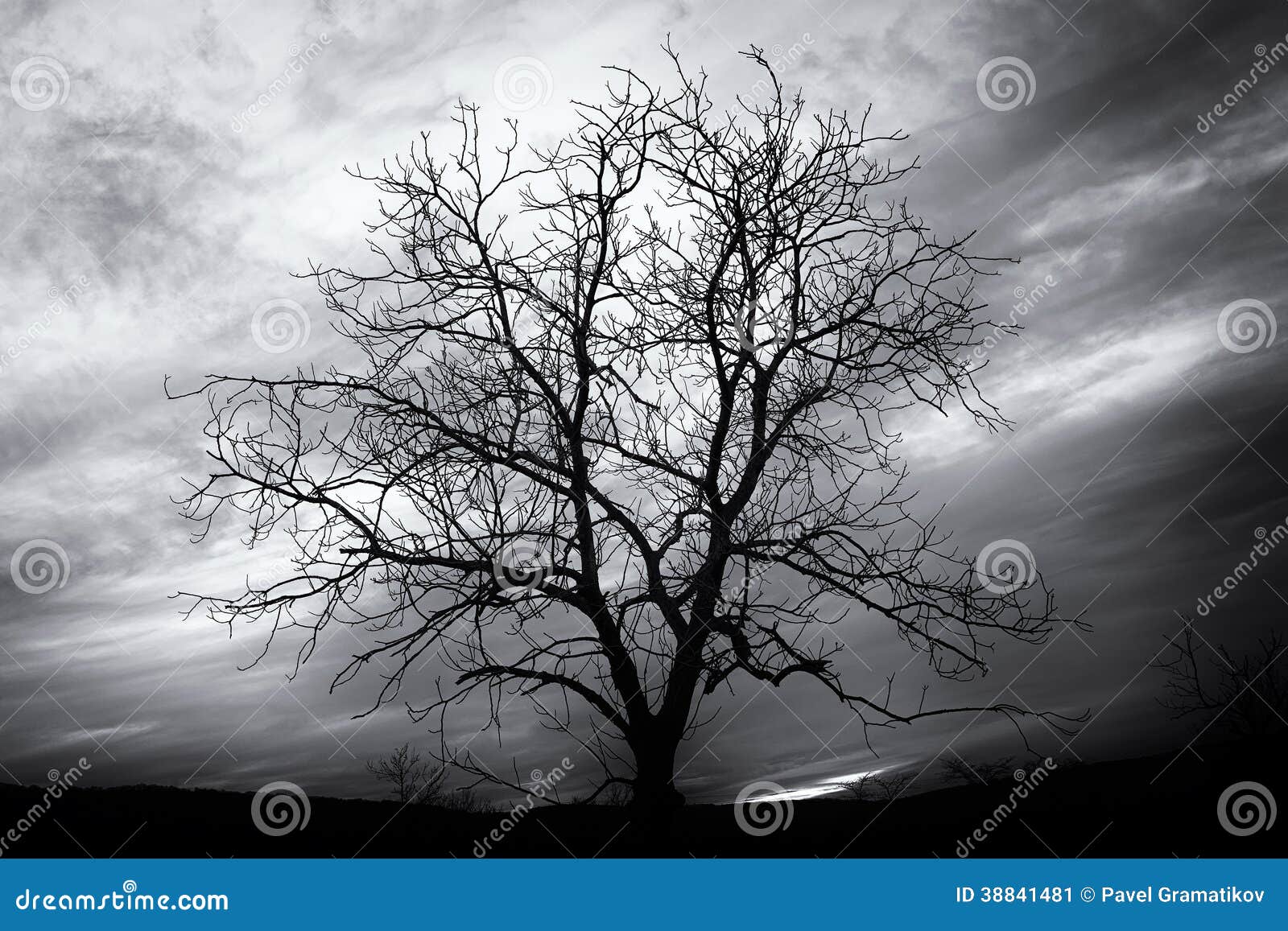tinted black and white image of bare tree
