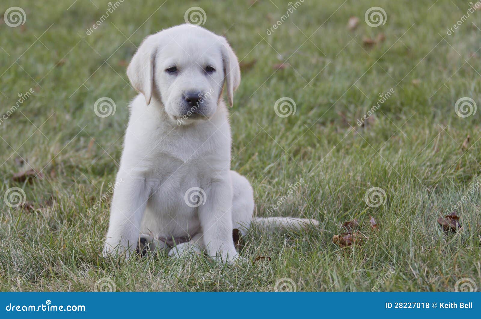 naam Wolkenkrabber wiel Tiny 7 Week Old Yellow Lab Puppy Stock Photo - Image of tiny, seven:  28227018