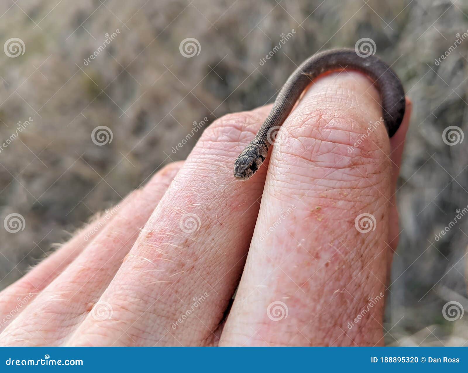 Tiny baby snake