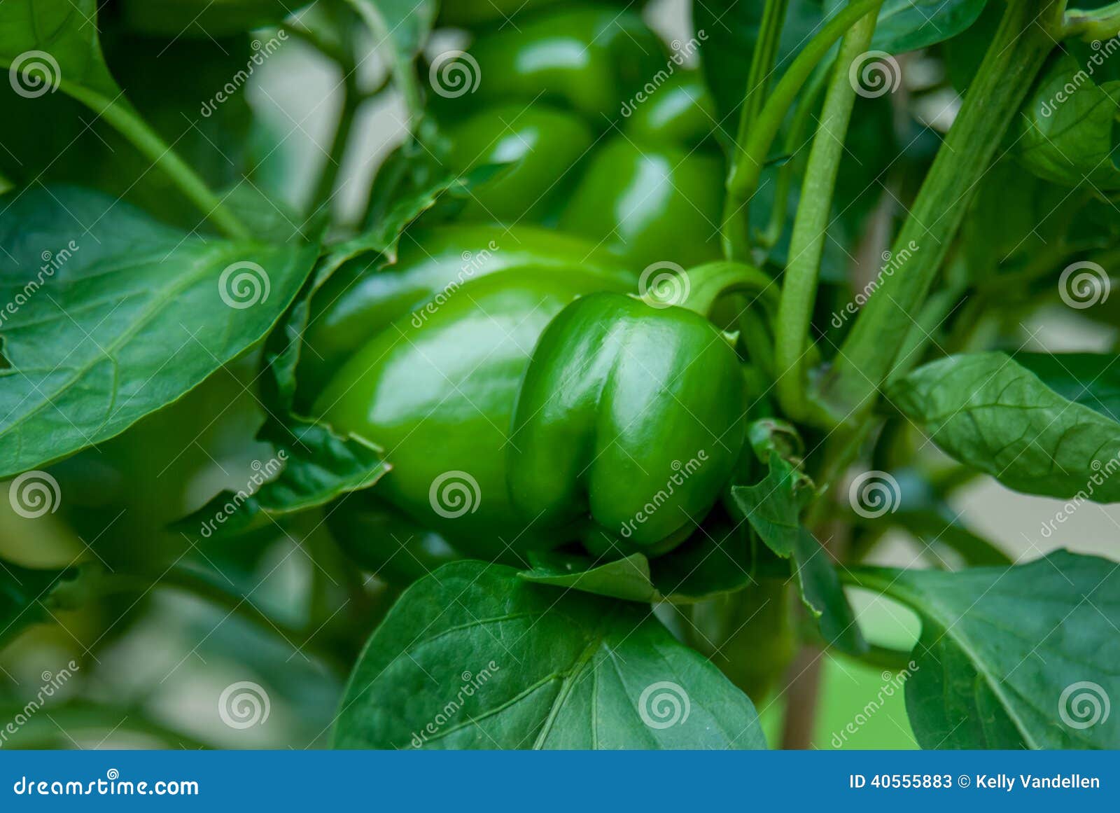 Tiny Bell Peppers Grow in a Backyard Garden Stock Image Image of food