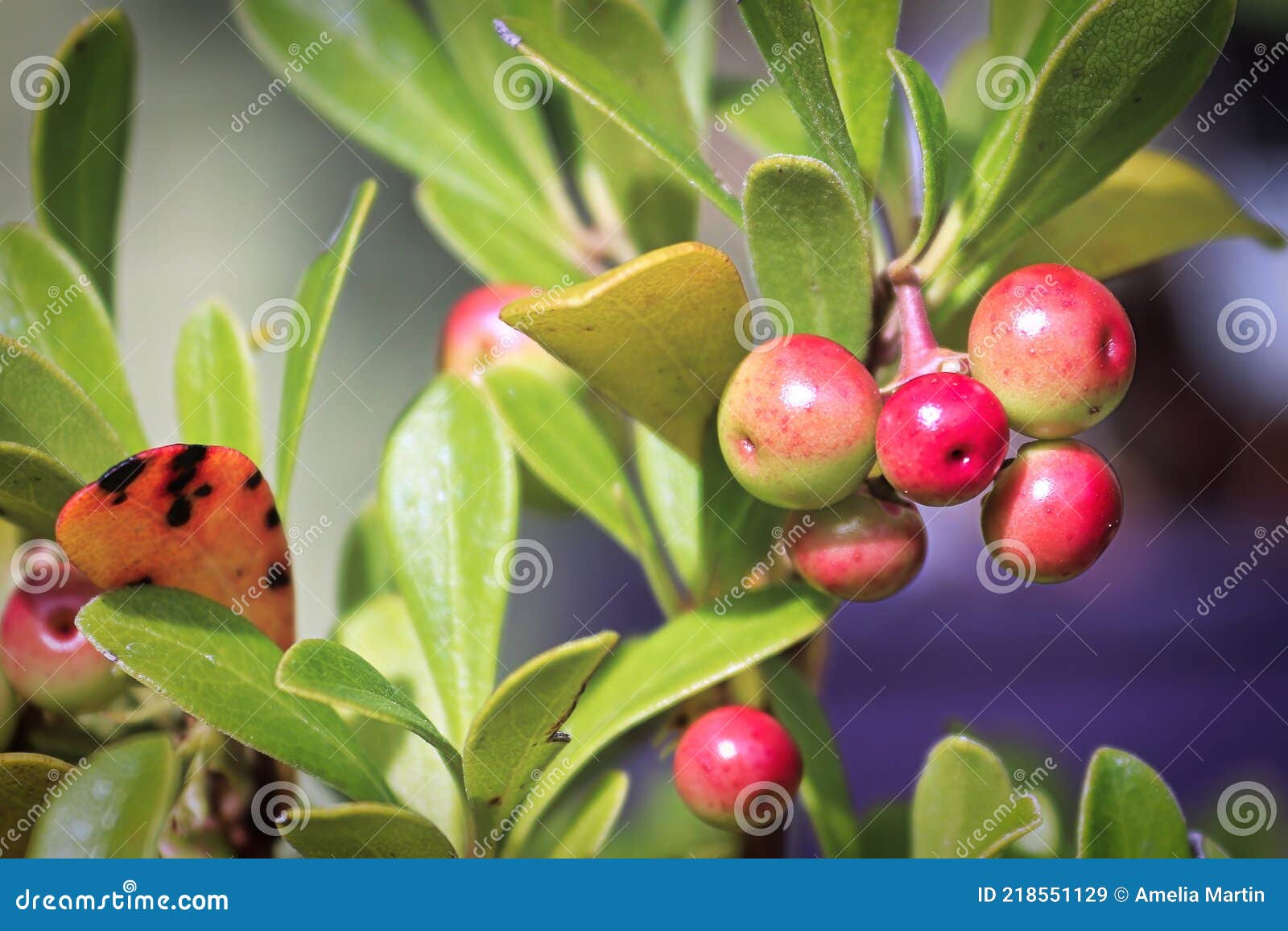 Tiny Berries on a Kinnikinnick Plant Ripen Red Stock Image Image of