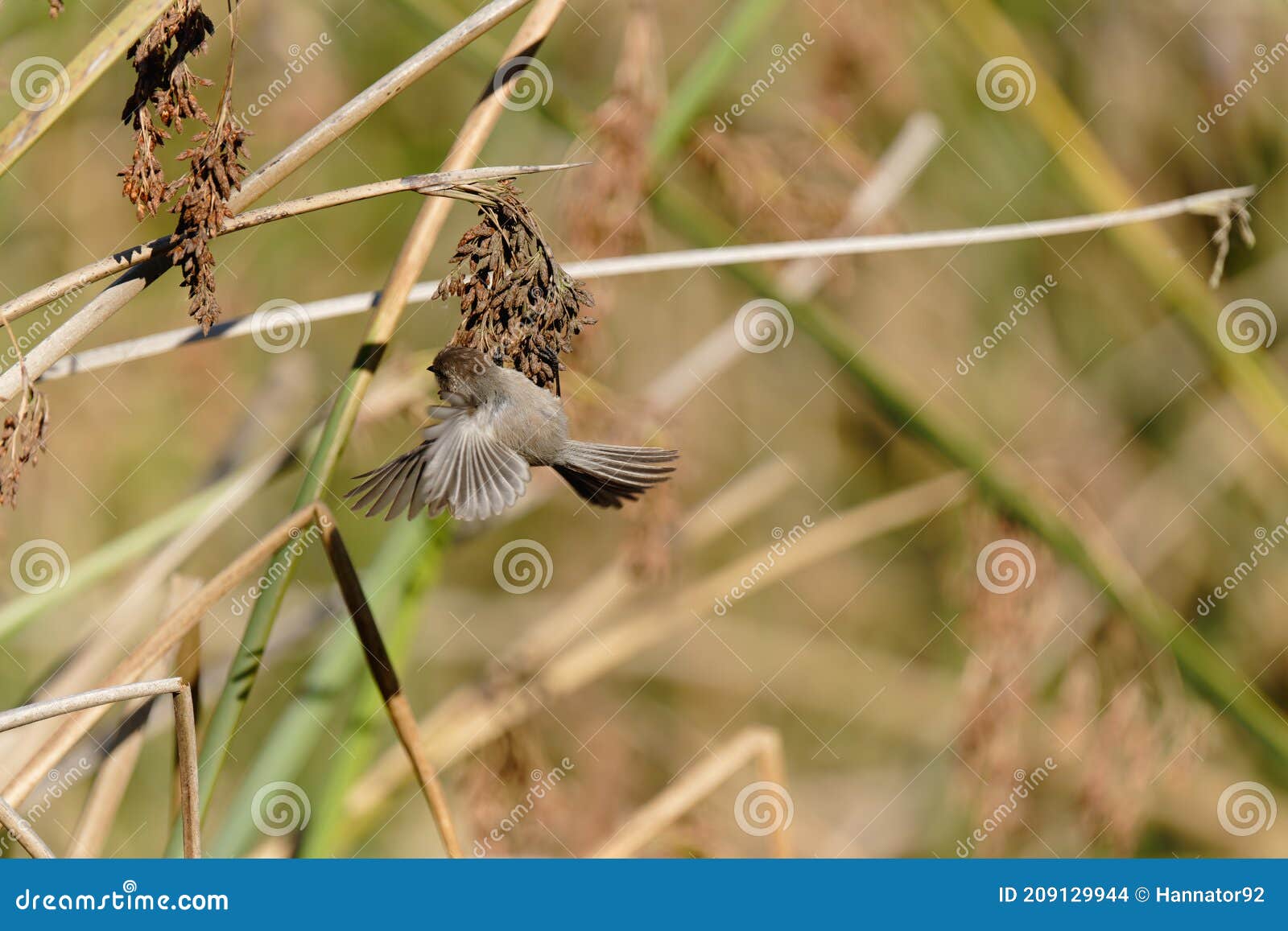 a tiny bird flying between a marsh grass. bushtit at oso flaco lake  california