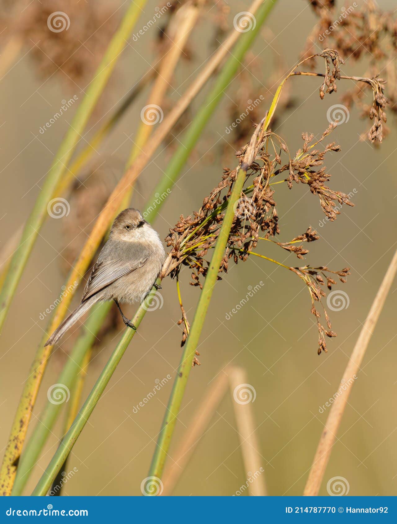 a tiny bird hanging on marsh grass. bushtit at oso flaco lake in oceano, ca