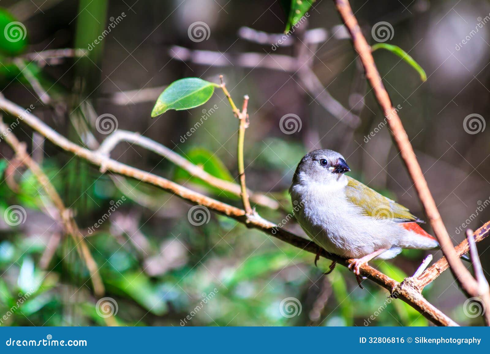 tiny bird. juvenile red-browed finch