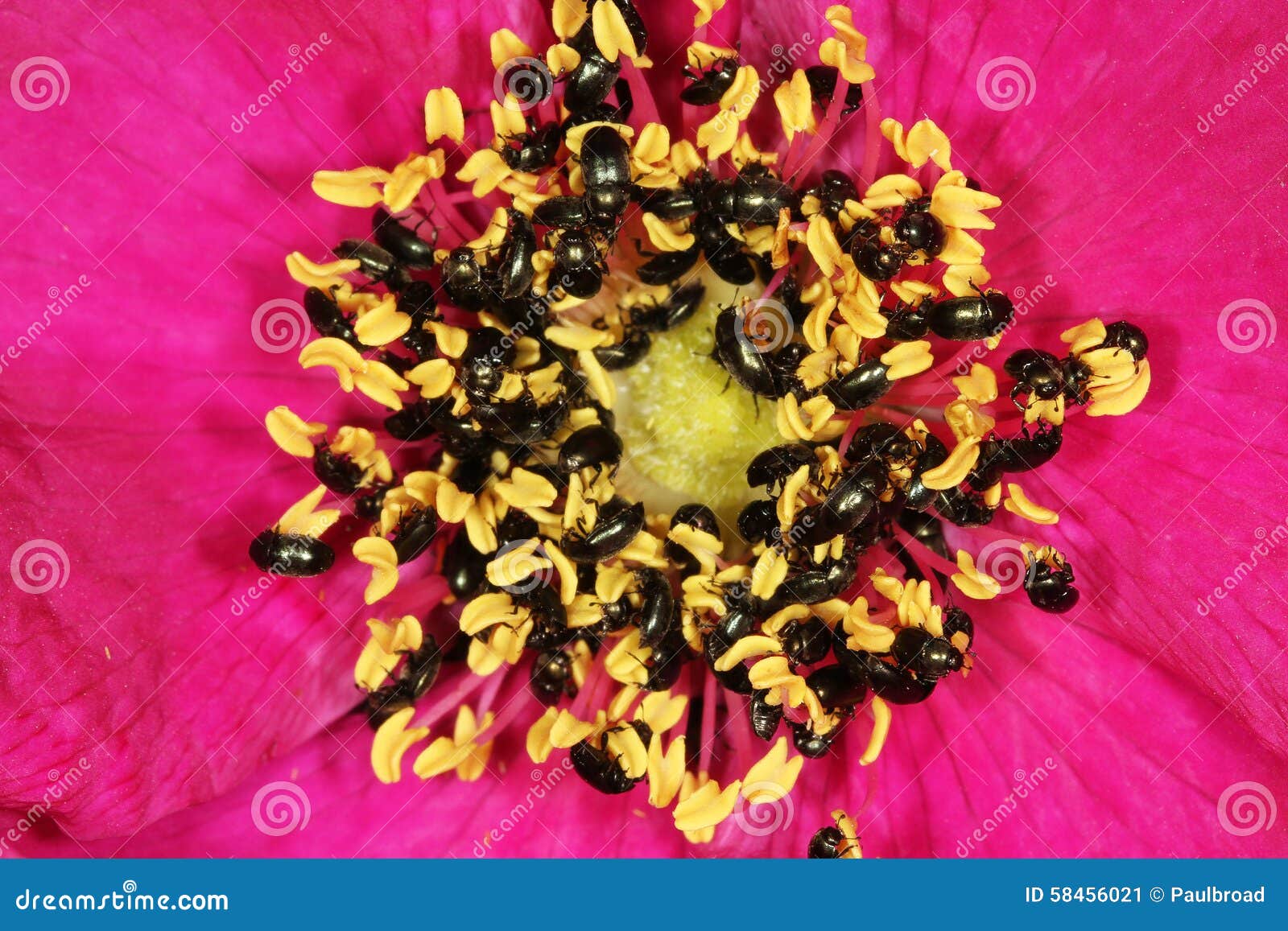 Tiny Black Beetles Feeding from Pollen. Stock Image Image of house
