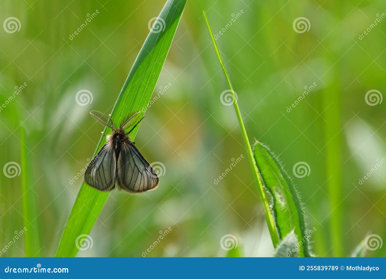 Tiny Black Moth with Hairy Wings Resting on a Blade of Grass Stock