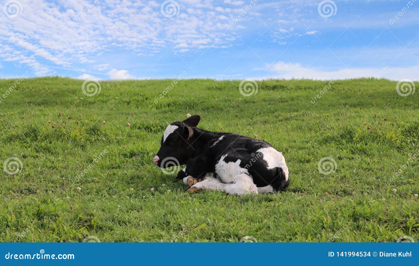 Tiny Black and White New Calf Alone in the Field Stock Photo - Image of ...