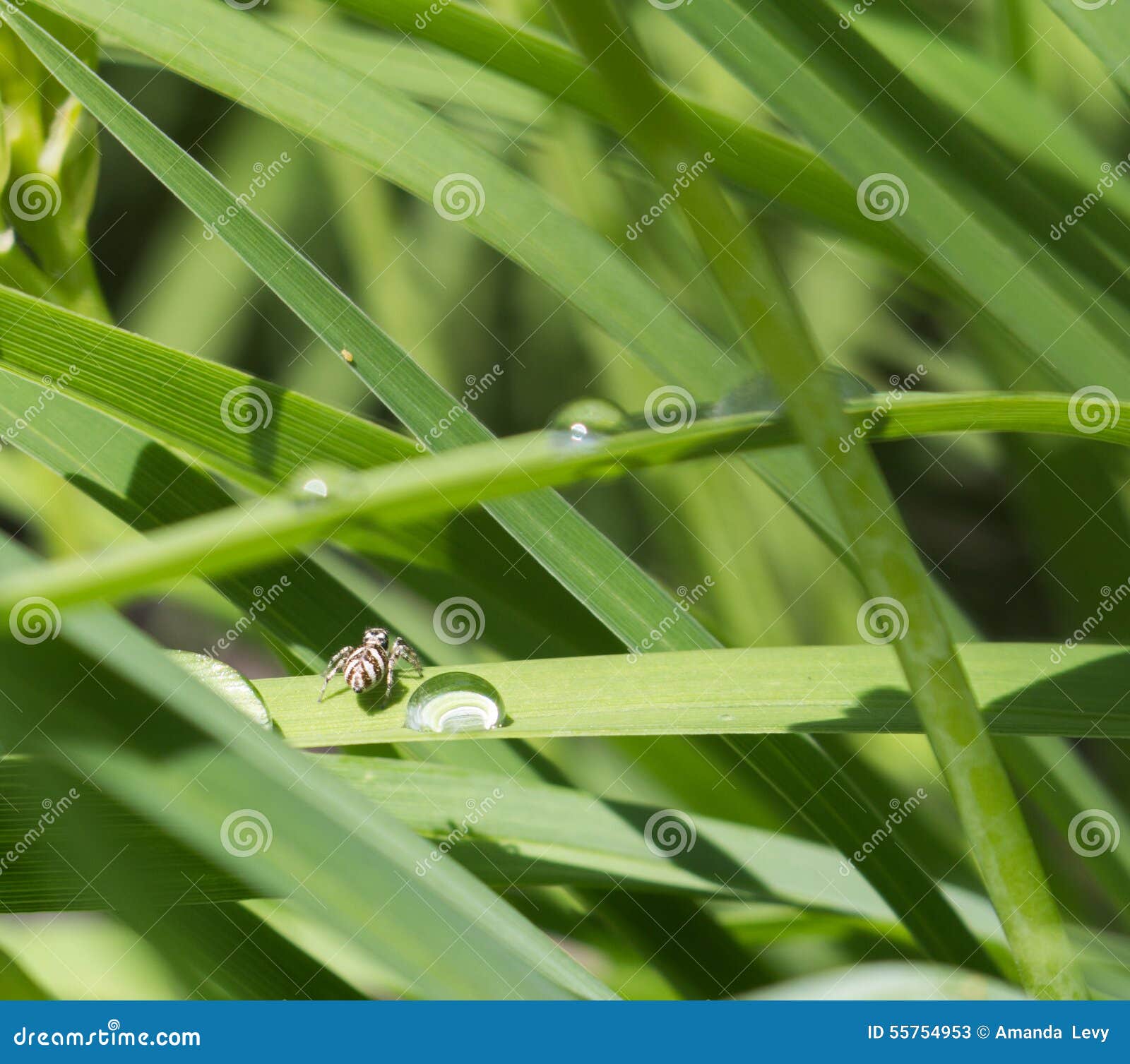 Tiny Black and White Zebra Spider Stock Image Image of rain