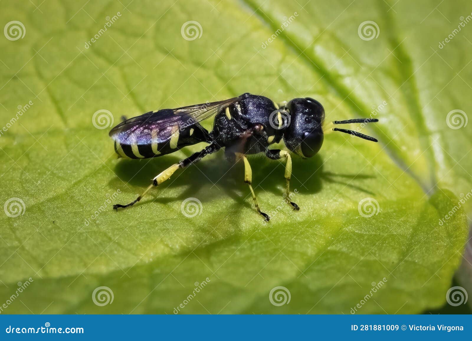 a tiny black and yellow square-headed wasp (ectemnius maculosus) perched on a leaf.