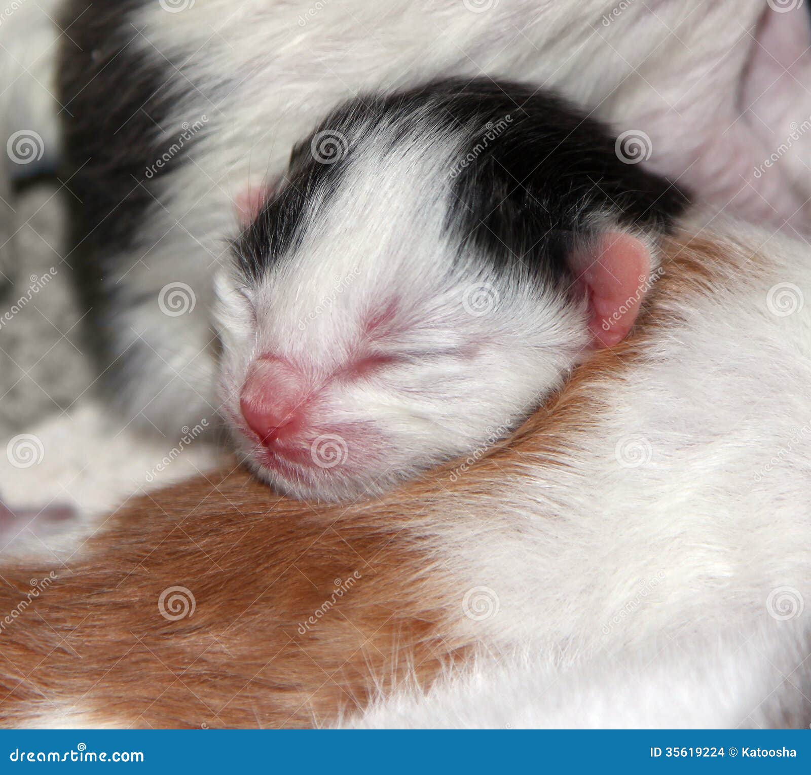 Tiny Blind Newborn Tricolor Kitten Stock Photo Image of life, baby