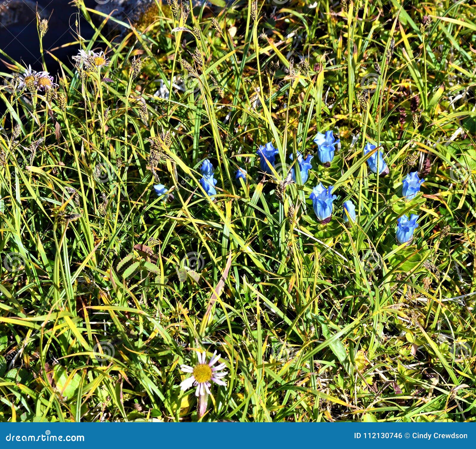 tiny purple flowers in grass