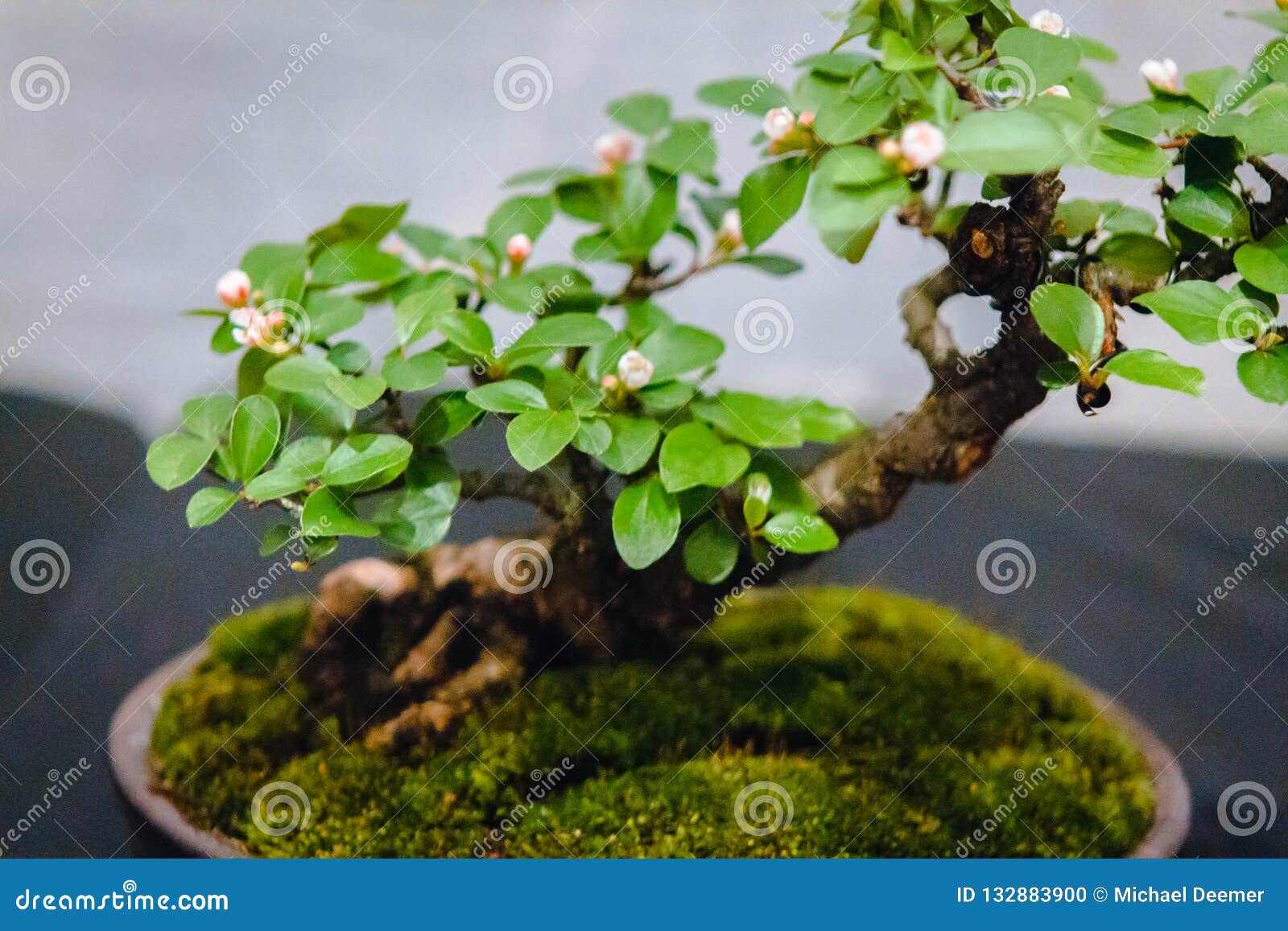 Tiny Bonsai Apple Tree on Display in Grand Rapids Michigan Stock Photo