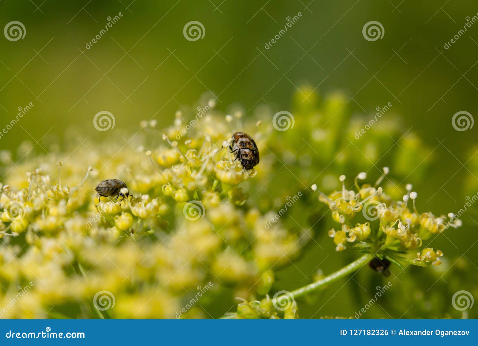 Tiny bugs on the dill stock photo. Image of bugs, macro 127182326
