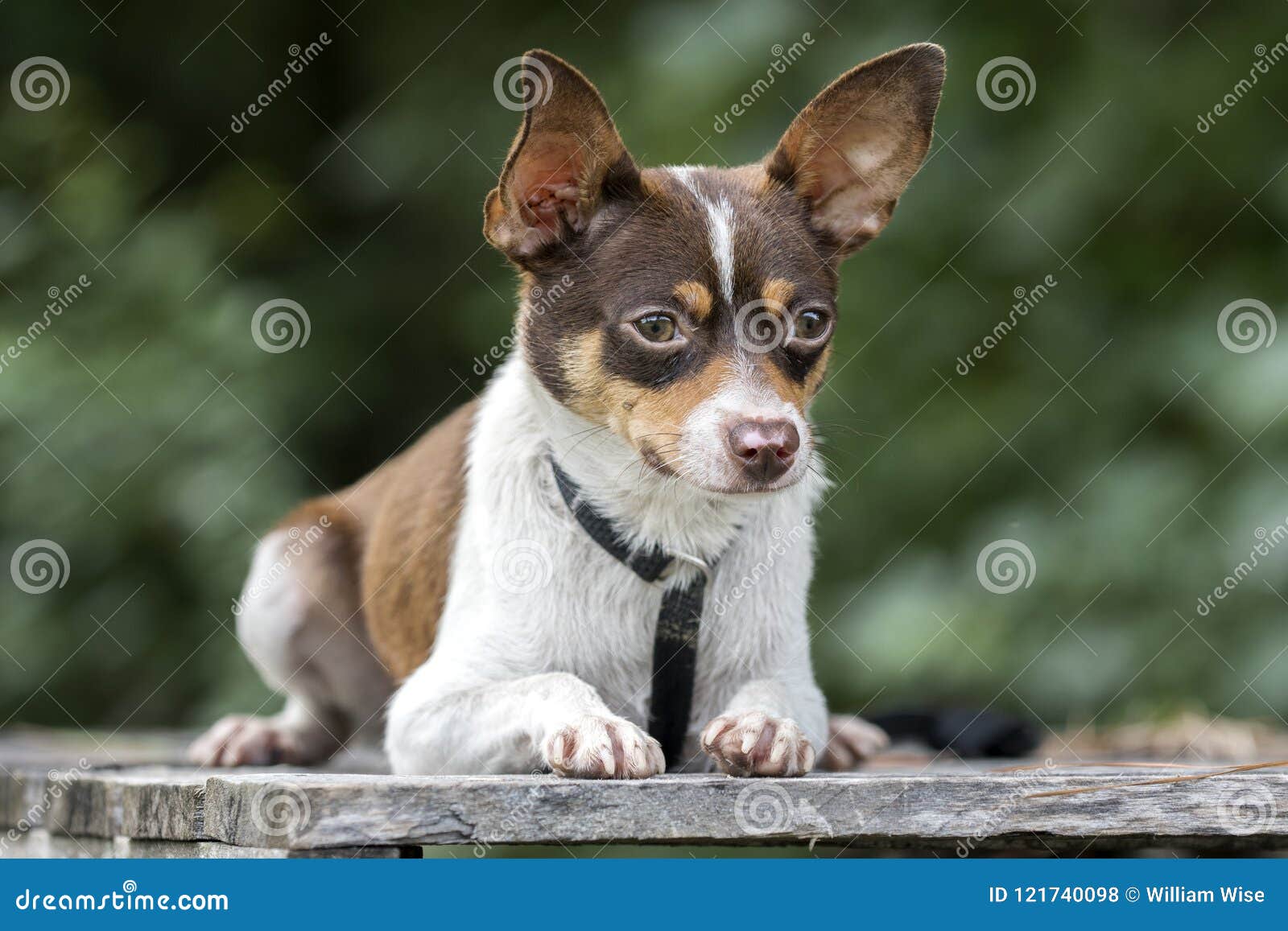 Tiny Chihuahua Rat Terrier Mixed Breed Dog Pet Adoption Photo Stock Photo Image Of Chocolate Animal 121740098