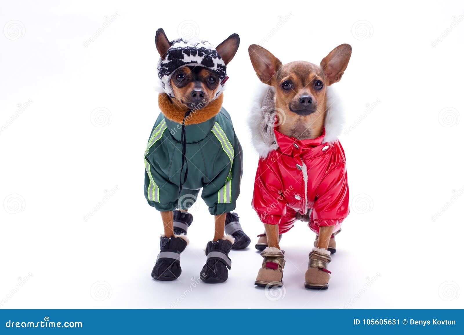 tiny chihuahua and terrier toys in winter costumes.