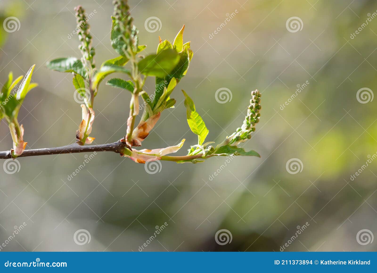 Tiny Choke Cherry Buds stock photo. Image of botanic 211373894