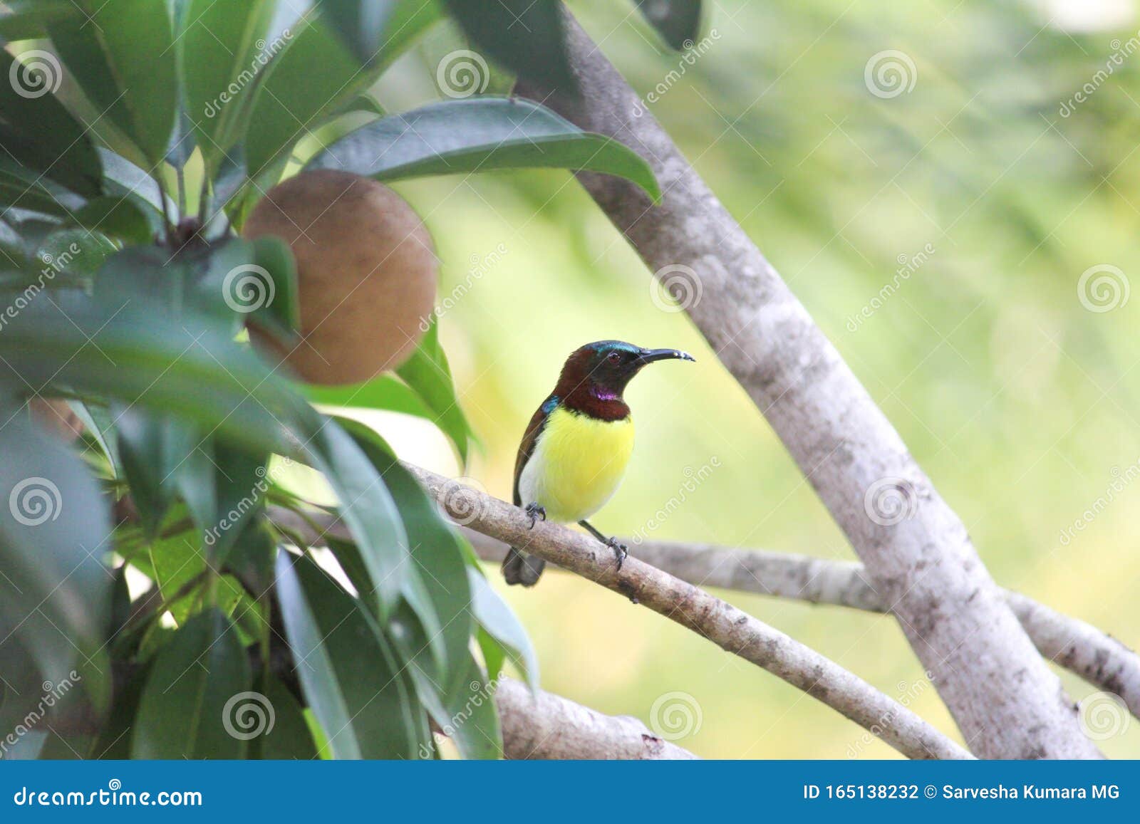 a tiny colorful weaver bird on a chickoo plant, this little creature has a long beak and different colors. graciously perching.