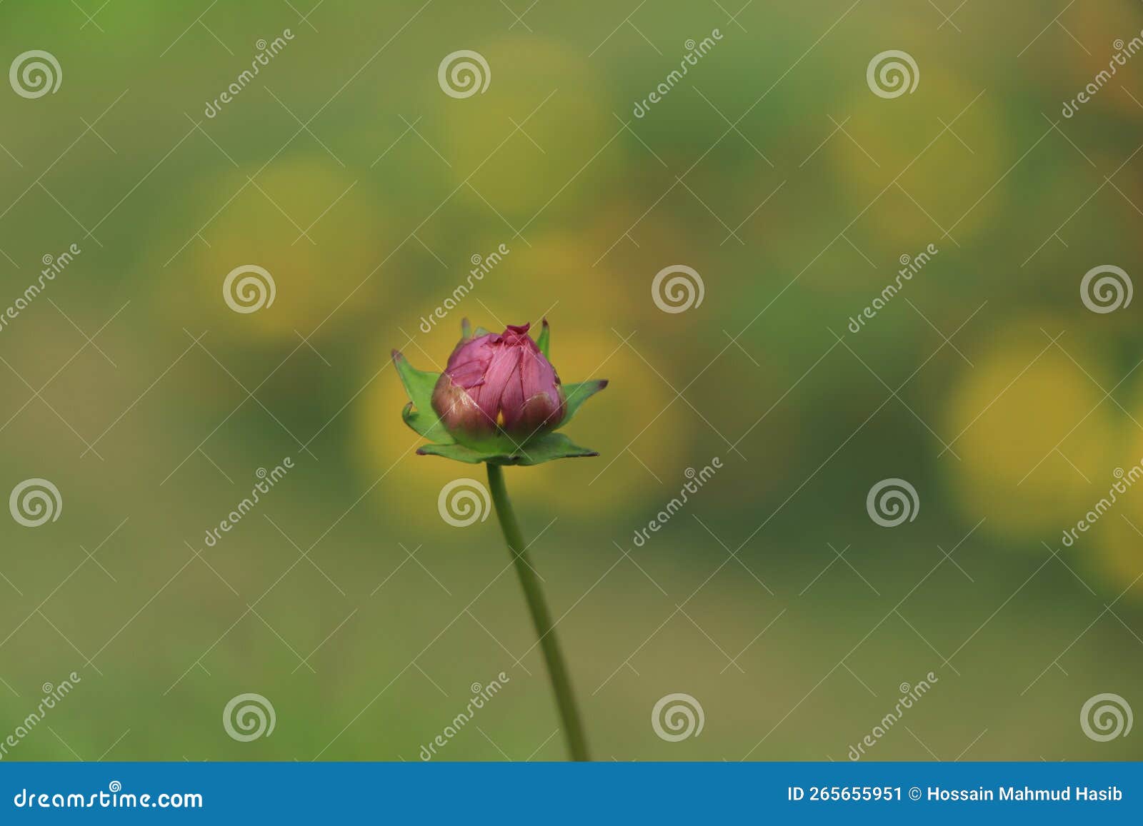 Tiny Cosmos Flower Buds in Garden Stock Image Image of mexican