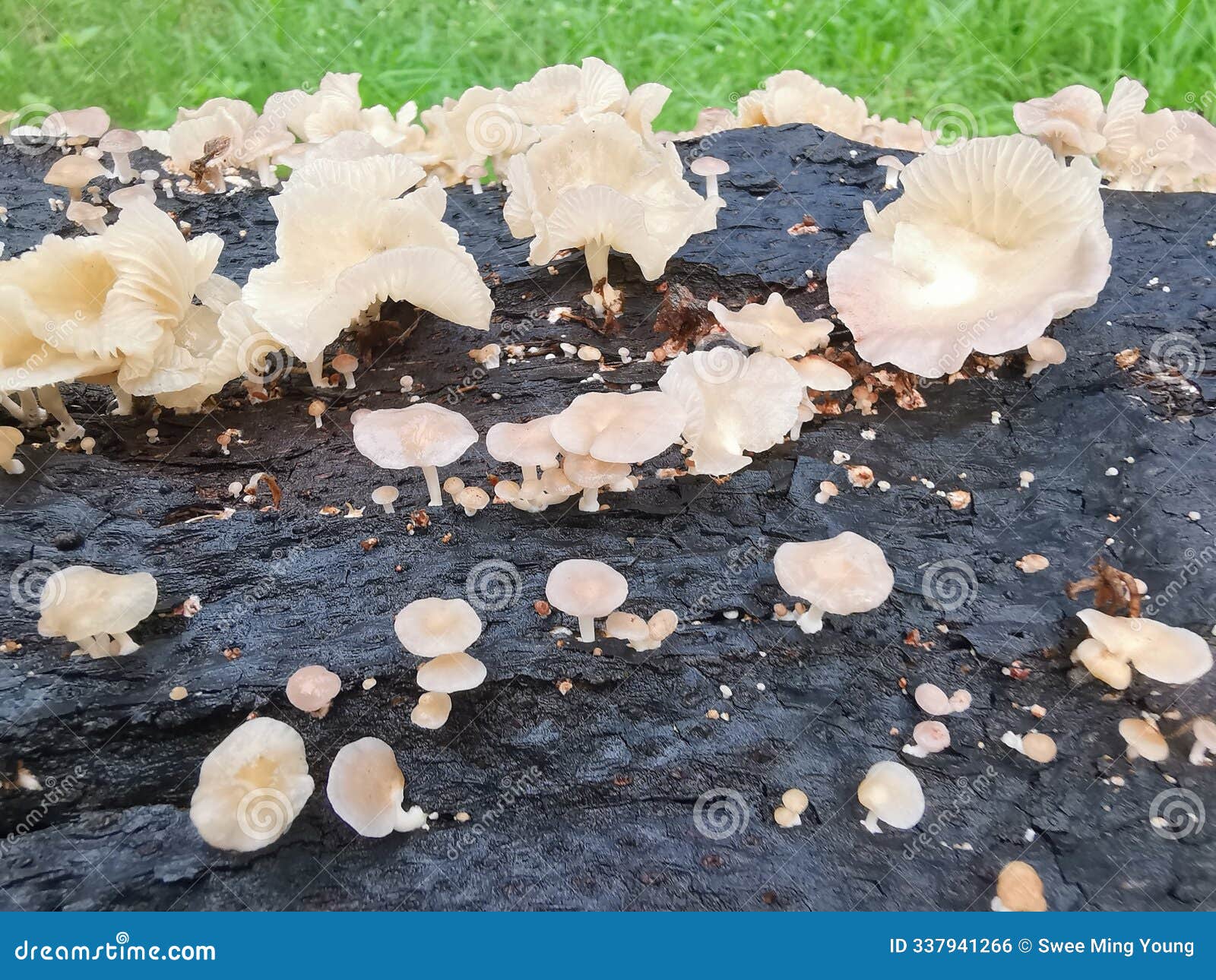 tiny crepidotus variabilis kidney-d fungi sprouting from decay trunk.