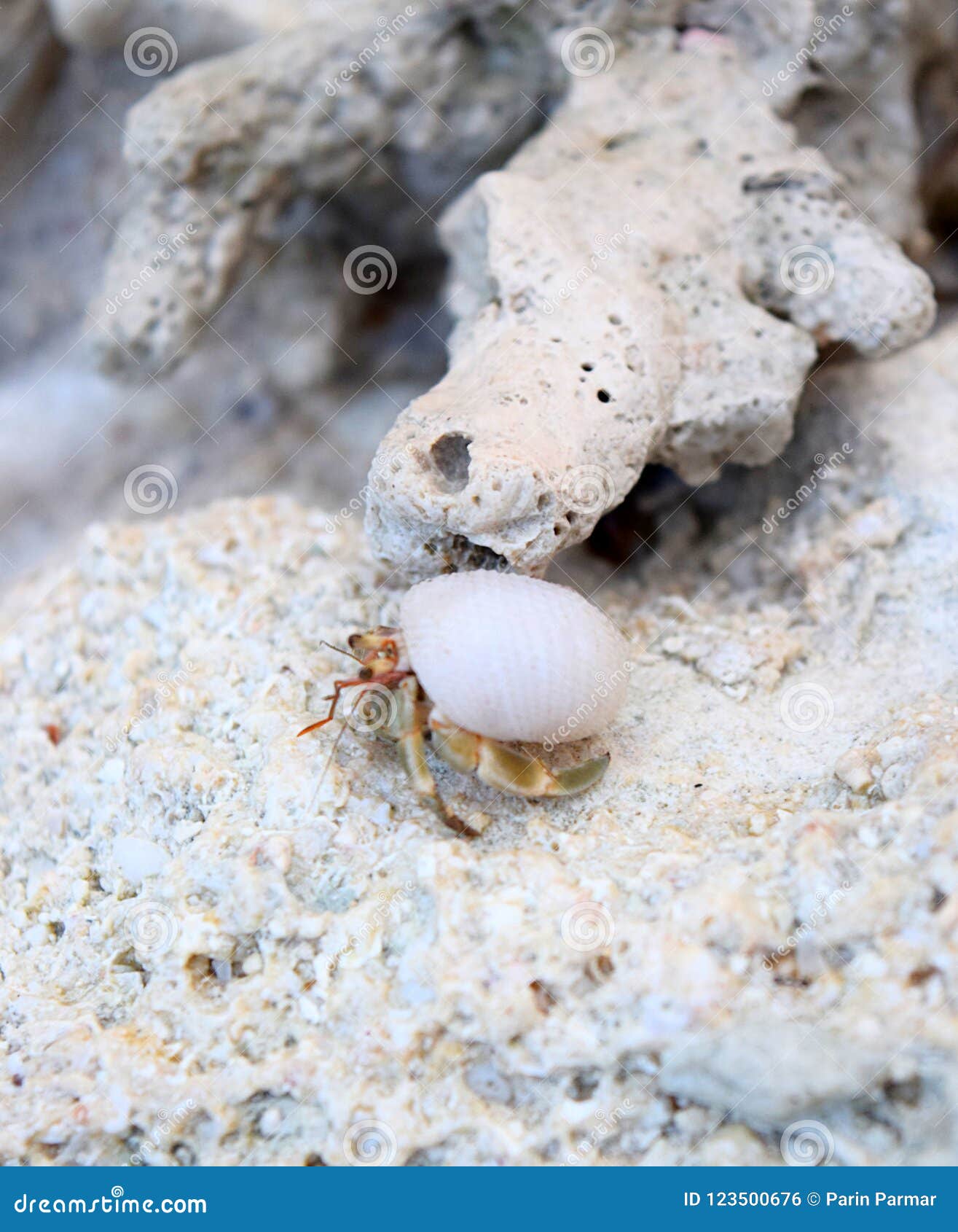 A Tiny Crustacean with Its Sea Shell Walking among Corals - Marine Life and Fauna in Andaman & Nicobar Islands, India Stock Photo - Image of colonies, ecology: 123500676 A Tiny Crustacean with Its Sea Shell Walking among Corals - Marine Life and Fauna in Andaman & Nicobar Islands, India Stock Photo - Image of colonies, ecology: 123500676