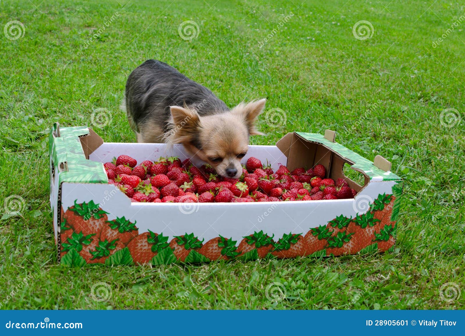 Can You Give A Puppy Strawberries